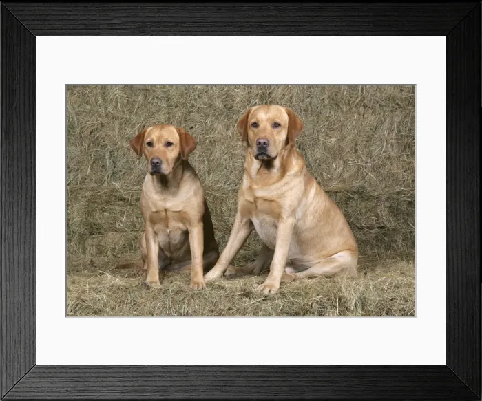 Framed Print : Dogs - Yellow Labrador Retrievers sitting down on hay stacks Framed Print : Dogs - Yellow Labrador Retrievers sitting down on hay stacks