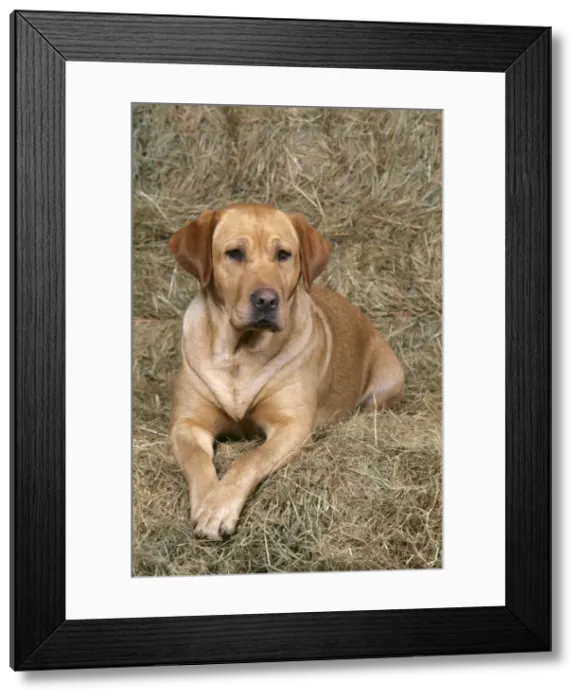 Framed Print : Dog - Yellow Labrador Retriever lying down on hay stacks Framed Print : Dog - Yellow Labrador Retriever lying down on hay stacks