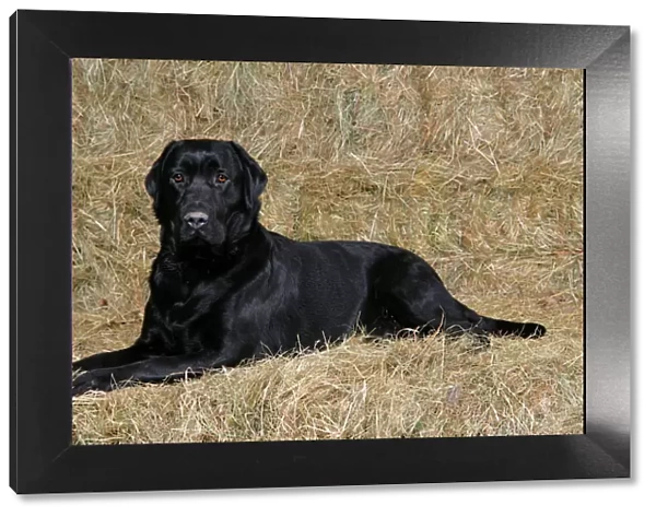 Dog - Black Labrador Retriever lying down on hay stacks
