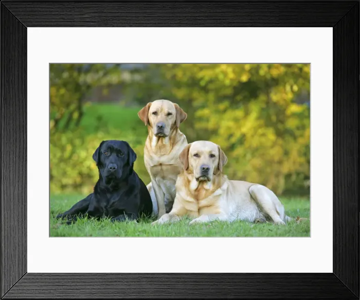 Framed Print : Dogs - Black and Yellow Labrador Retrievers lying down on grass Framed Print : Dogs - Black and Yellow Labrador Retrievers lying down on grass
