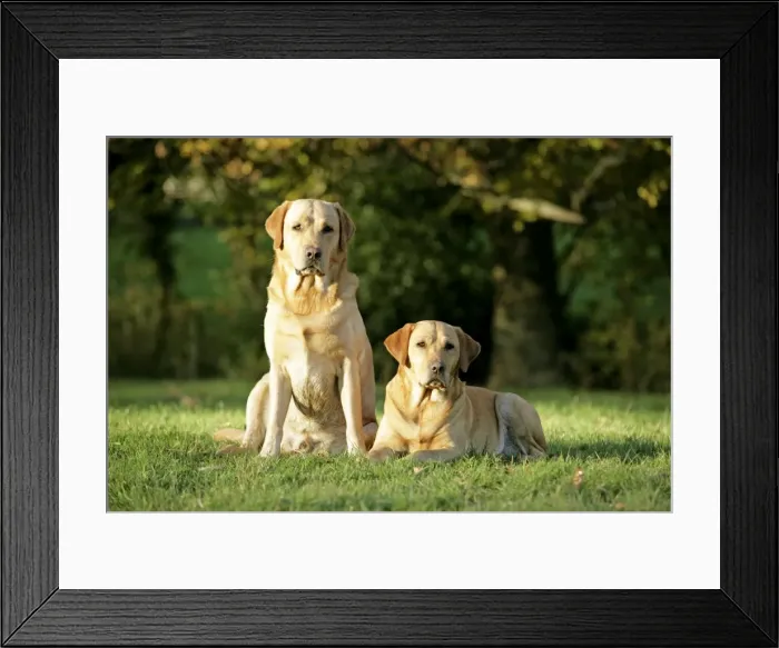 Framed Print : Dogs - Yellow Labrador Retrievers lying down on grass Framed Print : Dogs - Yellow Labrador Retrievers lying down on grass