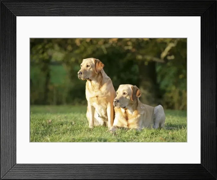 Framed Print : Dogs - Yellow Labrador Retrievers lying down on grass