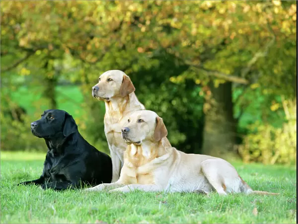 Dogs - Black and Yellow Labrador Retrievers lying down on grass