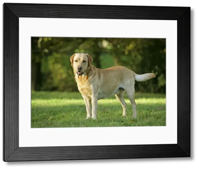 Framed Print : Dog - Yellow Labrador Retriever on grass Framed Print : Dog - Yellow Labrador Retriever on grass