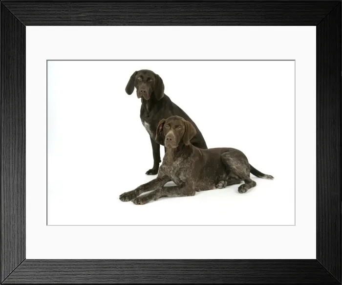 Framed Print : DOG - Two German shorthaired pointers Framed Print : DOG - Two German shorthaired pointers