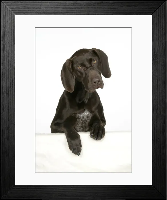 Framed Print : DOG - German shorthaired pointer with paws over ledge Framed Print : DOG - German shorthaired pointer with paws over ledge