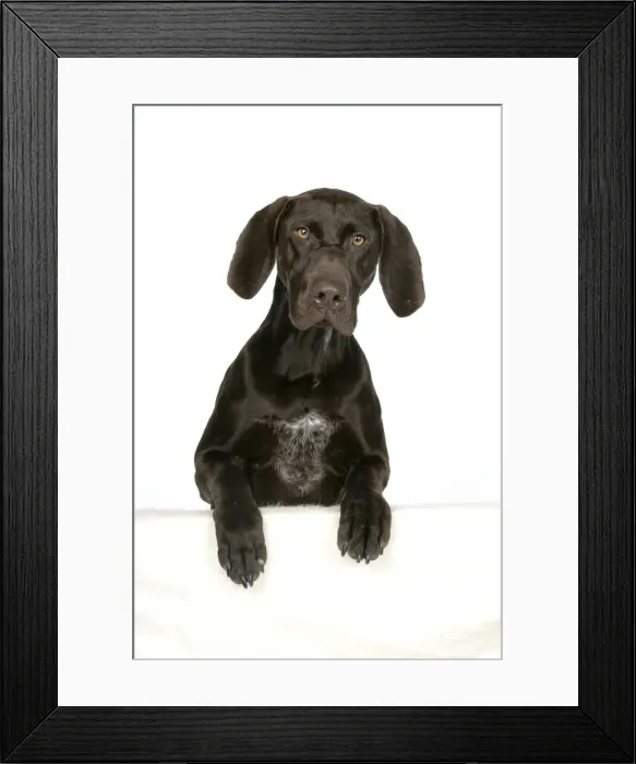 Framed Print : DOG - German shorthaired pointer with paws over ledge Framed Print : DOG - German shorthaired pointer with paws over ledge
