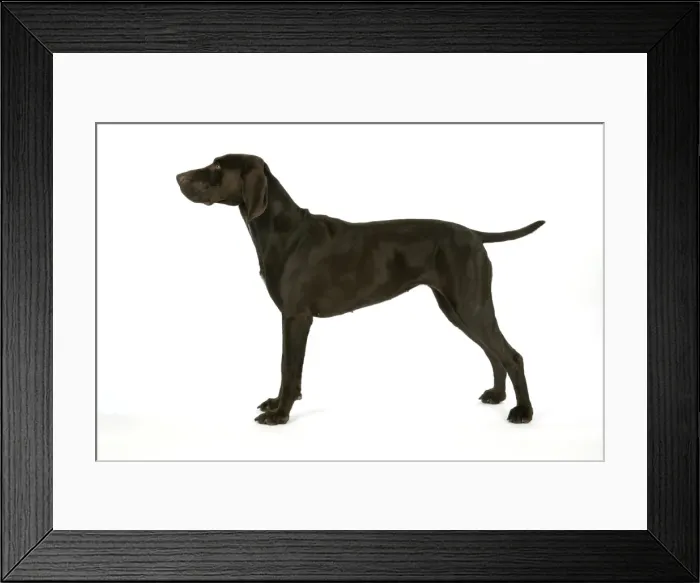Framed Print : DOG - German shorthaired pointer Framed Print : DOG - German shorthaired pointer