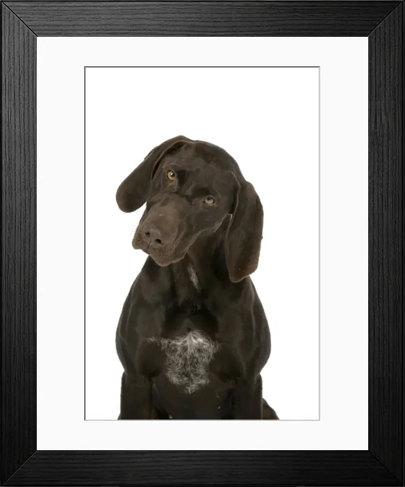 Framed Print : DOG - German shorthaired pointer Framed Print : DOG - German shorthaired pointer