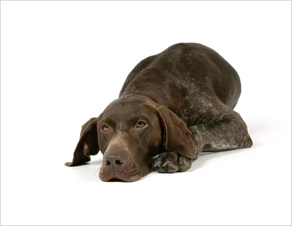 DOG - German shorthaired pointer lying down