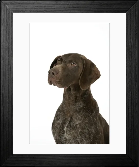 Framed Print : DOG - German shorthaired pointer Framed Print : DOG - German shorthaired pointer