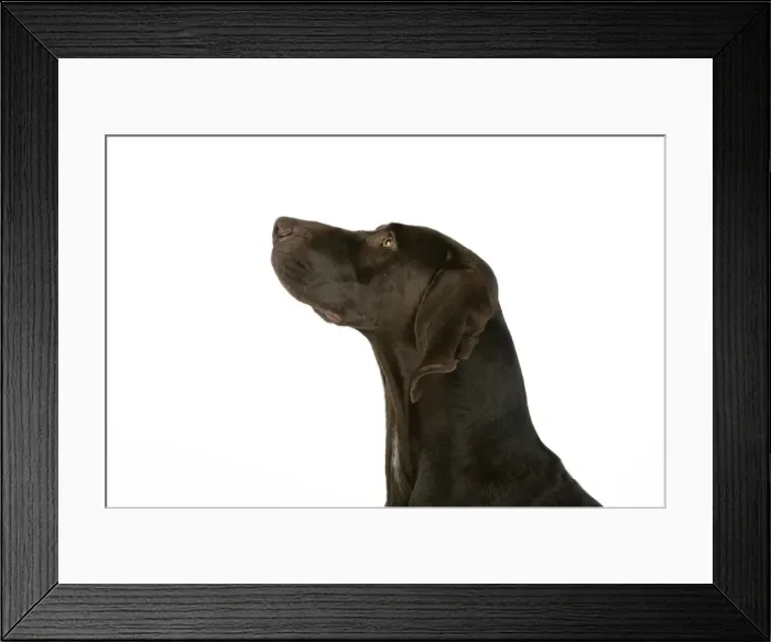 Framed Print : DOG - German shorthaired pointer Framed Print : DOG - German shorthaired pointer