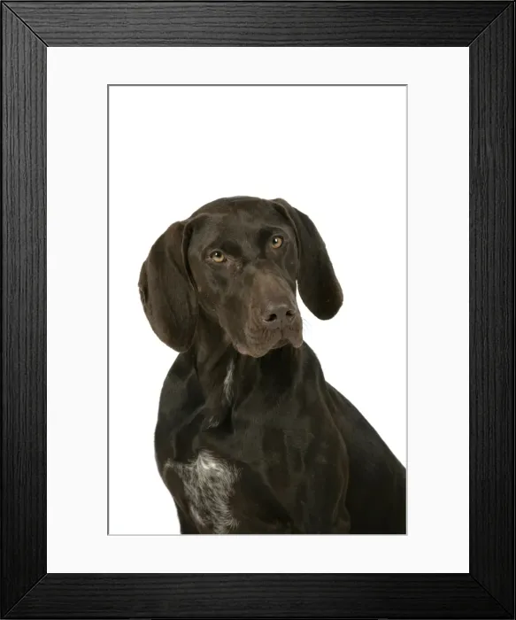Framed Print : DOG - German shorthaired pointer Framed Print : DOG - German shorthaired pointer