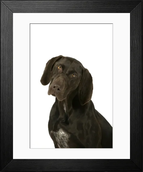 Framed Print : DOG - German shorthaired pointer Framed Print : DOG - German shorthaired pointer