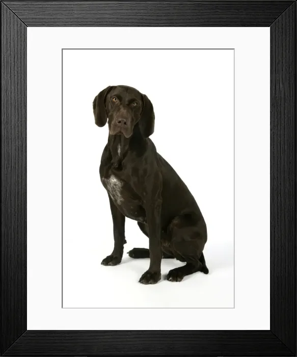 Framed Print : DOG - German shorthaired pointer sitting down Framed Print : DOG - German shorthaired pointer sitting down