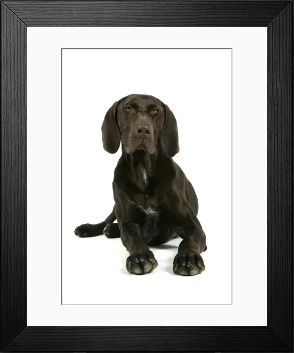 Framed Print : DOG - German shorthaired pointer lying down Framed Print : DOG - German shorthaired pointer lying down