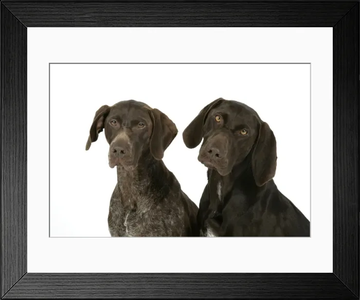 Framed Print : DOG - Two German shorthaired pointers Framed Print : DOG - Two German shorthaired pointers