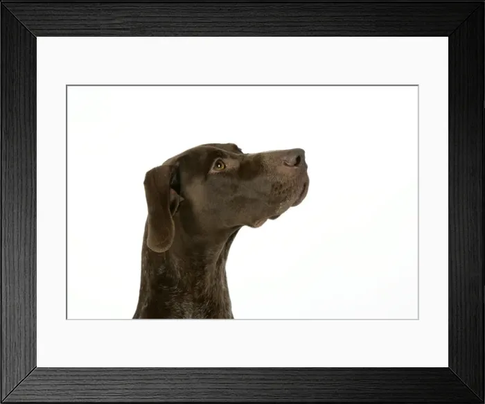 Framed Print : DOG. German shorthaired pointer Framed Print : DOG. German shorthaired pointer