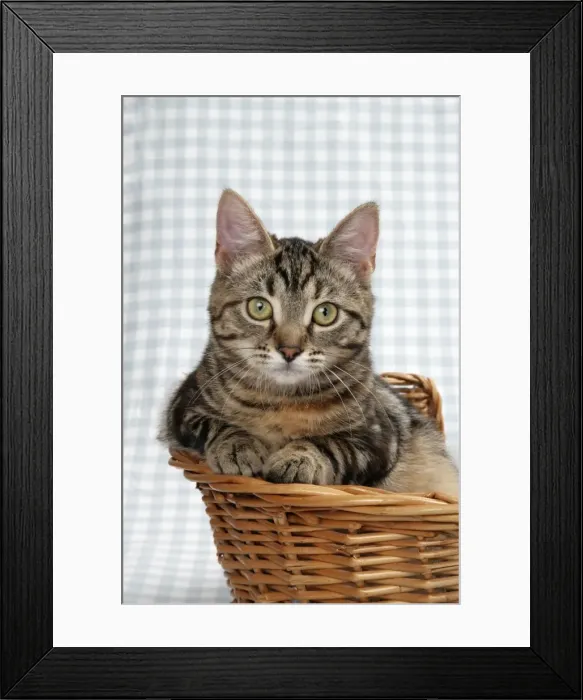 Framed Print : Kitten in basket Framed Print : Kitten in basket