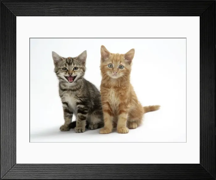Framed Print : Cat - Two kittens Framed Print : Cat - Two kittens