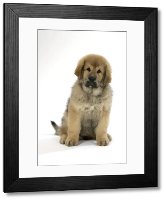 Framed Print : Dog - Tibetan mastiff puppy 10 wks old Framed Print : Dog - Tibetan mastiff puppy 10 wks old