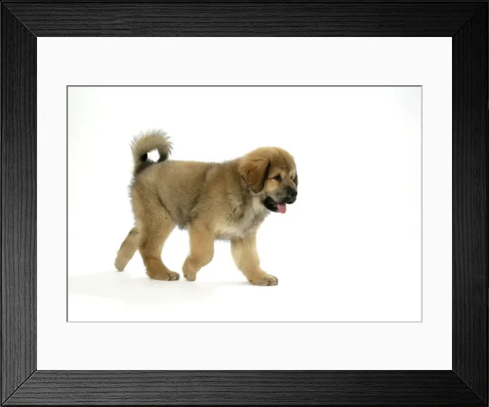 Framed Print : Dog - Tibetan mastiff puppy 10 wks old Framed Print : Dog - Tibetan mastiff puppy 10 wks old