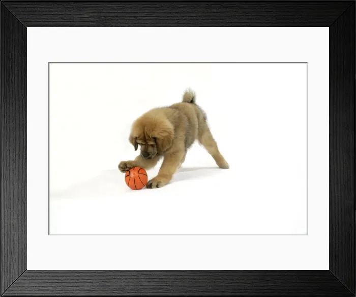 Framed Print : Dog - Tibetan Mastiff 10 wk old puppy playing with ball Framed Print : Dog - Tibetan Mastiff 10 wk old puppy playing with ball