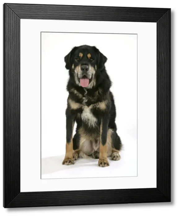 Framed Print : Dog - Tibetan Mastiff sitting down Framed Print : Dog - Tibetan Mastiff sitting down