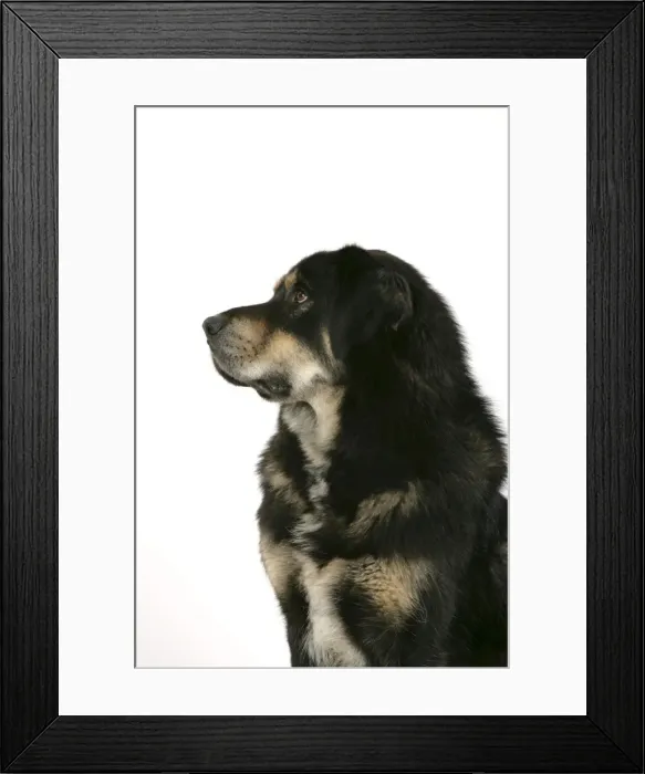 Framed Print : Dog - Tibetan Mastiff Framed Print : Dog - Tibetan Mastiff