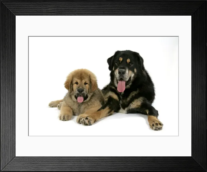 Framed Print : Dogs - Tibetan Mastiff adult & 10 wk old puppy Framed Print : Dogs - Tibetan Mastiff adult & 10 wk old puppy