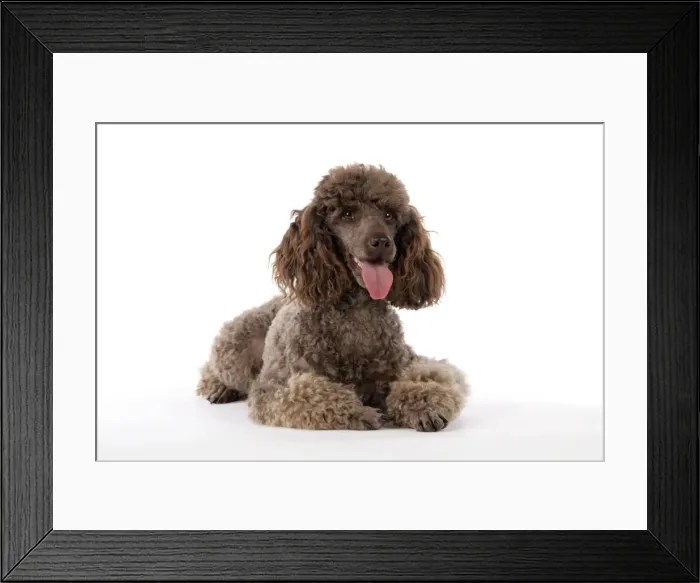 Framed Print : DOG. Brown miniature poodle laying down Framed Print : DOG. Brown miniature poodle laying down