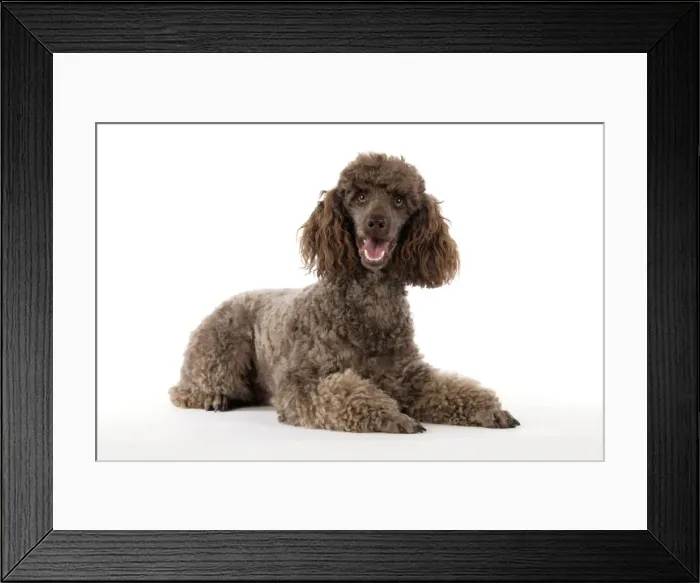 Framed Print : DOG. Brown miniature poodle laying down Framed Print : DOG. Brown miniature poodle laying down