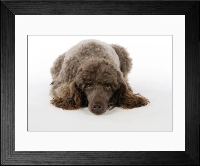 Framed Print : DOG. Brown miniature poodle laying down Framed Print : DOG. Brown miniature poodle laying down