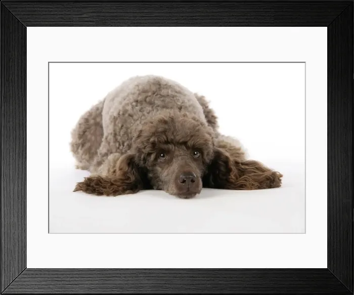 Framed Print : DOG. Brown miniature poodle laying down