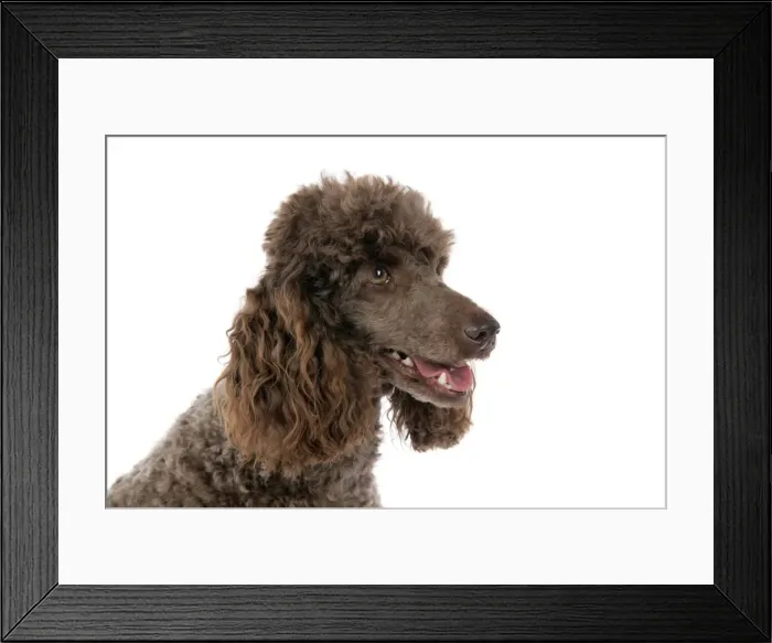 Framed Print : DOG. Brown miniature poodle Framed Print : DOG. Brown miniature poodle