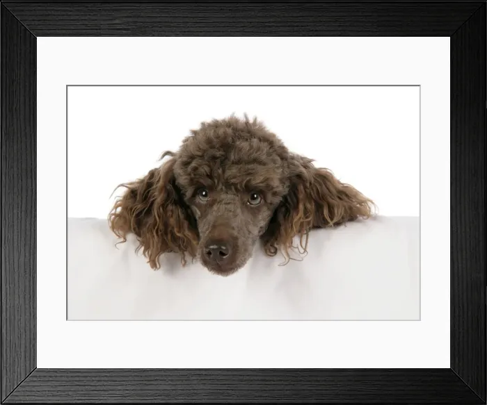 Framed Print : DOG. Brown miniature poodle with head over ledge Framed Print : DOG. Brown miniature poodle with head over ledge