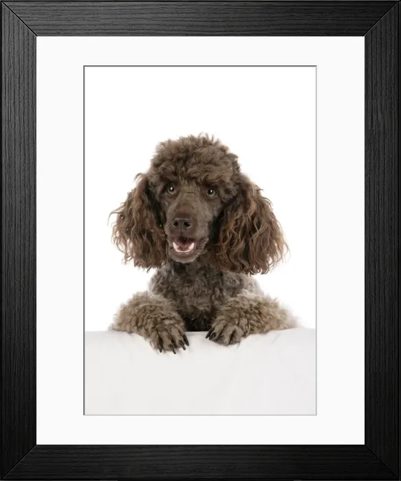 Framed Print : DOG. Brown miniature poodle with paws over ledge Framed Print : DOG. Brown miniature poodle with paws over ledge