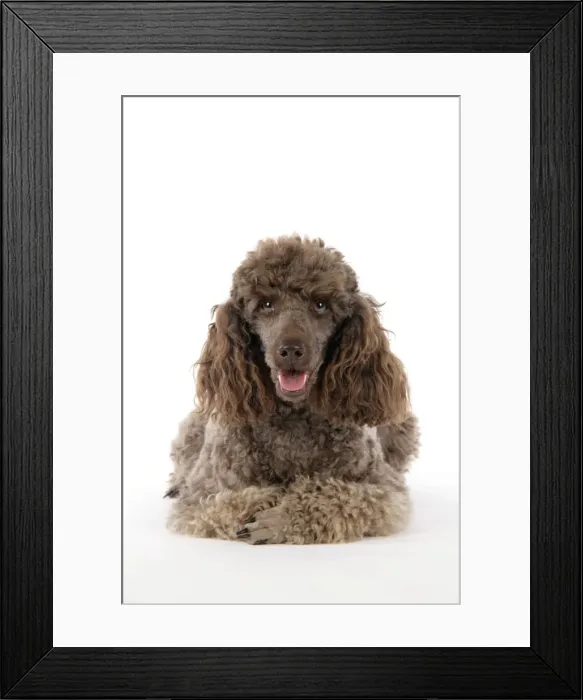 Framed Print : DOG. Brown miniature poodle laying down Framed Print : DOG. Brown miniature poodle laying down