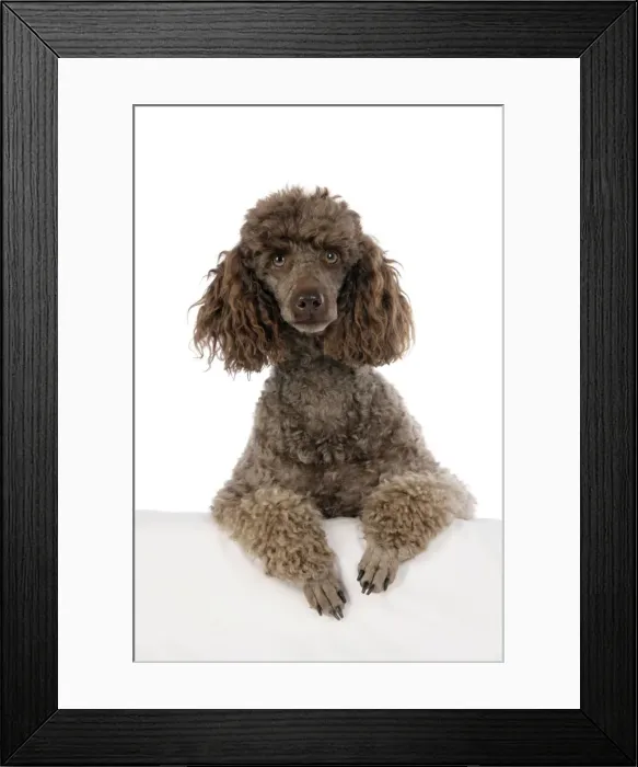 Framed Print : DOG. Brown miniature poodle with paws over ledge Framed Print : DOG. Brown miniature poodle with paws over ledge