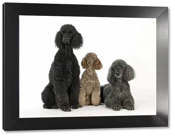 DOG. Black poodle, grey poodle and brown miniature poodle
