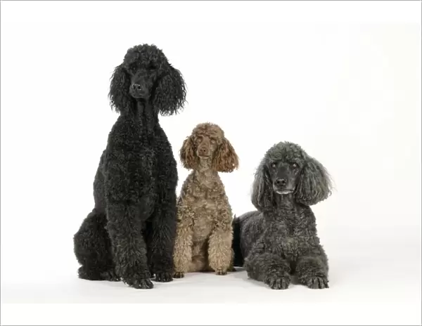 DOG. Black poodle, grey poodle and brown miniature poodle