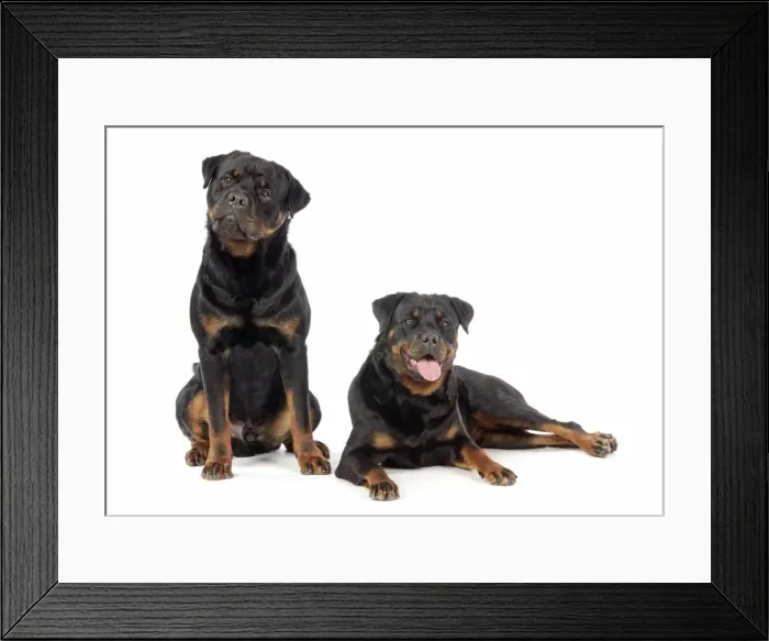 Framed Print : DOG. Two rottweilers Framed Print : DOG. Two rottweilers