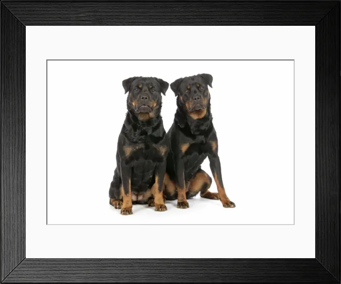 Framed Print : DOG. Two rottweilers Framed Print : DOG. Two rottweilers