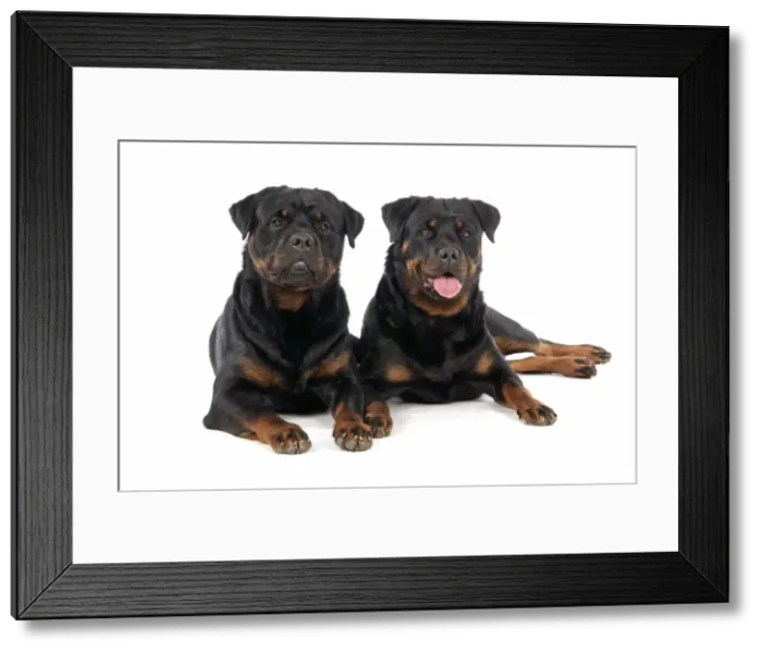 Framed Print : DOG. Two rottweilers laying down Framed Print : DOG. Two rottweilers laying down