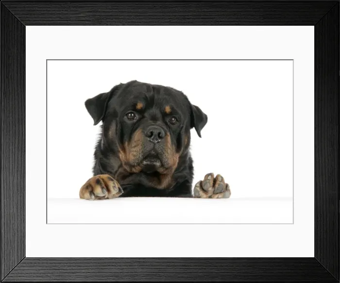 Framed Print : DOG. Rottweiler with paws over ledge Framed Print : DOG. Rottweiler with paws over ledge