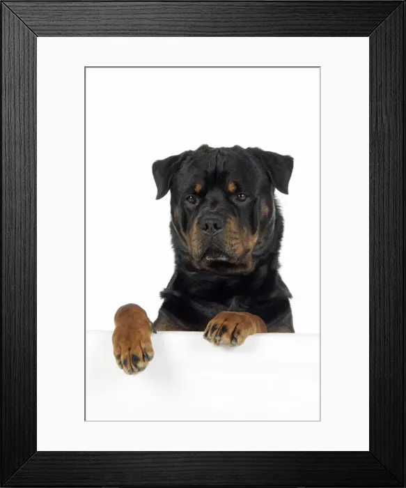 Framed Print : DOG. Rottweiler with paws over ledge Framed Print : DOG. Rottweiler with paws over ledge