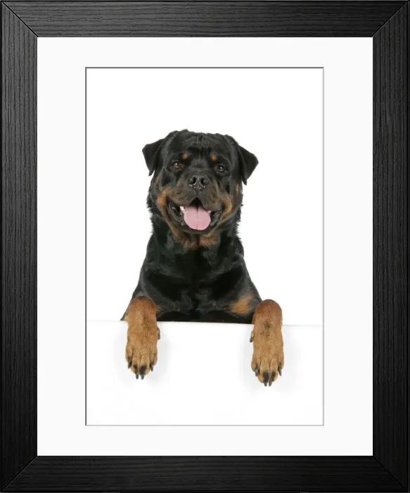 Framed Print : DOG. Rottweiler with paws over ledge Framed Print : DOG. Rottweiler with paws over ledge