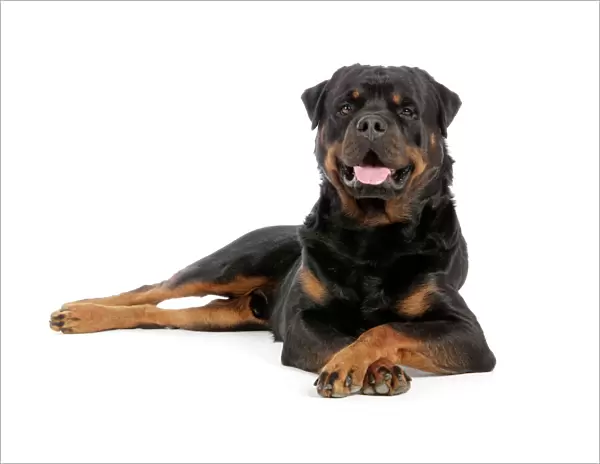 DOG. Rottweiler laying down