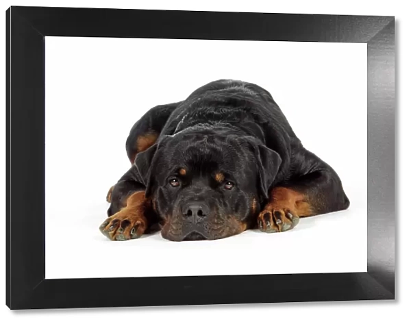 DOG. Rottweiler laying down