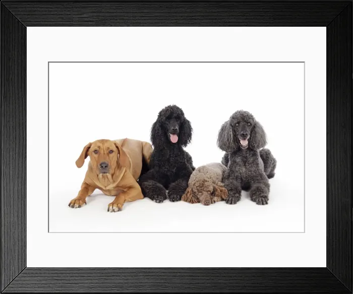 Framed Print : DOG. Black poodle, grey poodle, brown miniature poodle and dog Framed Print : DOG. Black poodle, grey poodle, brown miniature poodle and dog